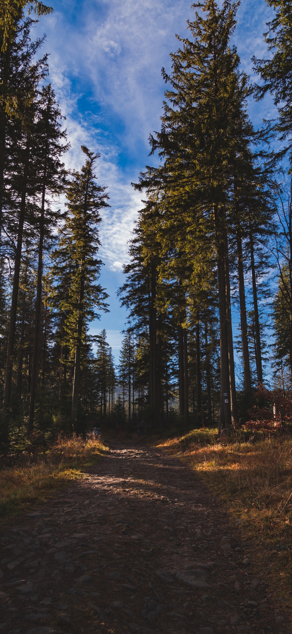 Обои лес, дерево, окружающая среда, природа, дикая местность в разрешении 1242x2688