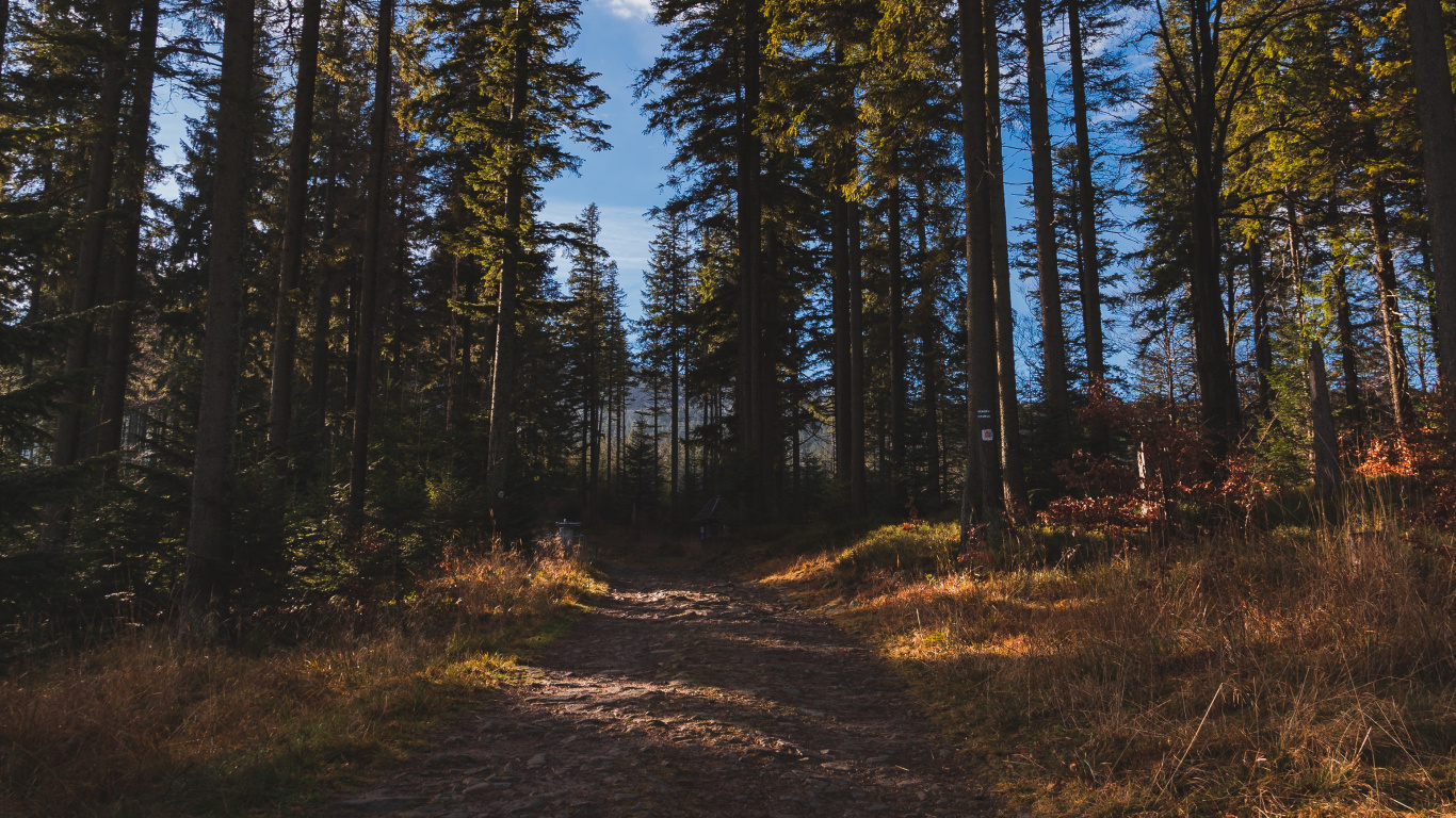 Обои лес, дерево, окружающая среда, природа, дикая местность в разрешении 1366x768