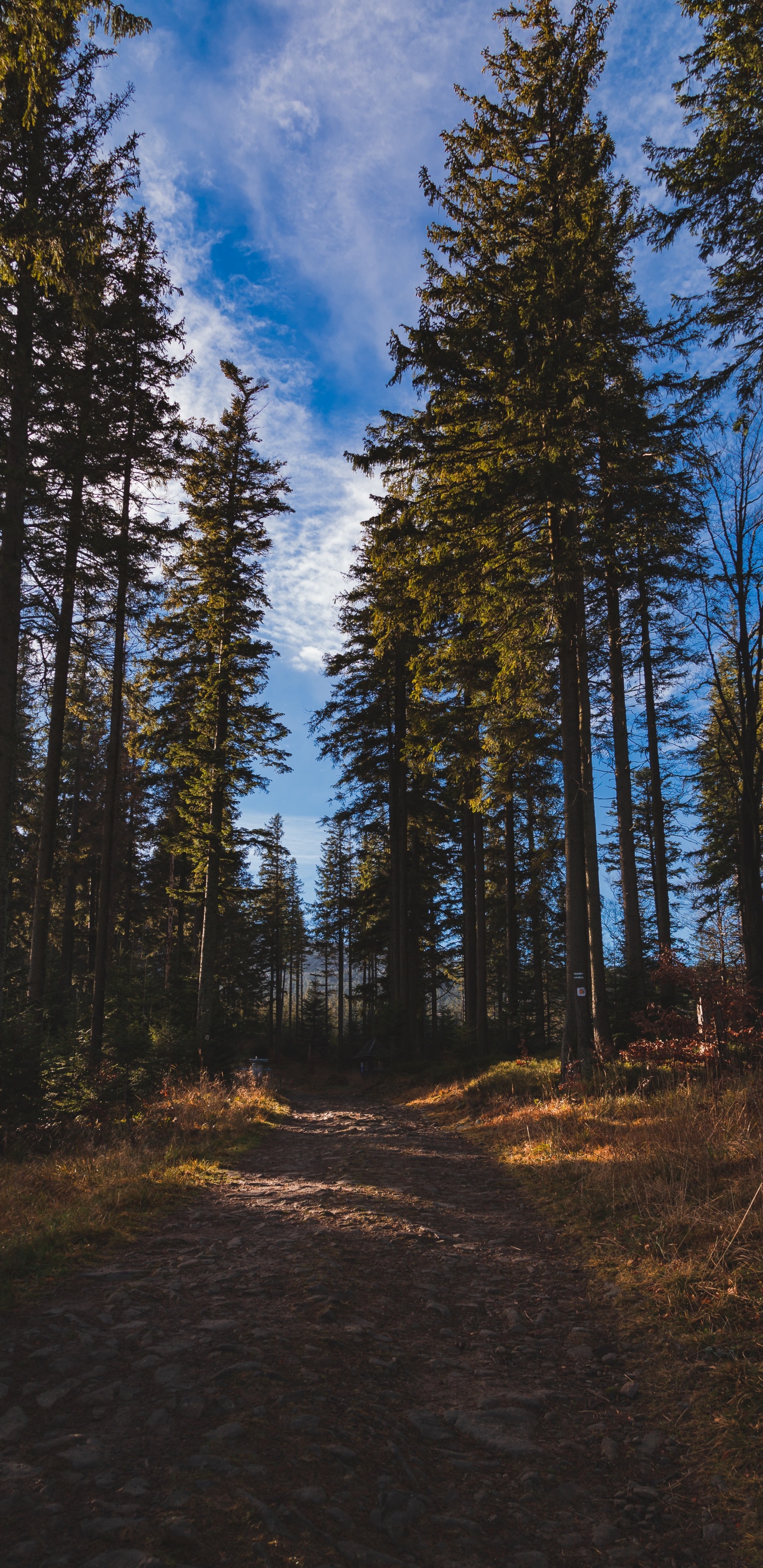 Обои лес, дерево, окружающая среда, природа, дикая местность в разрешении 1440x2960