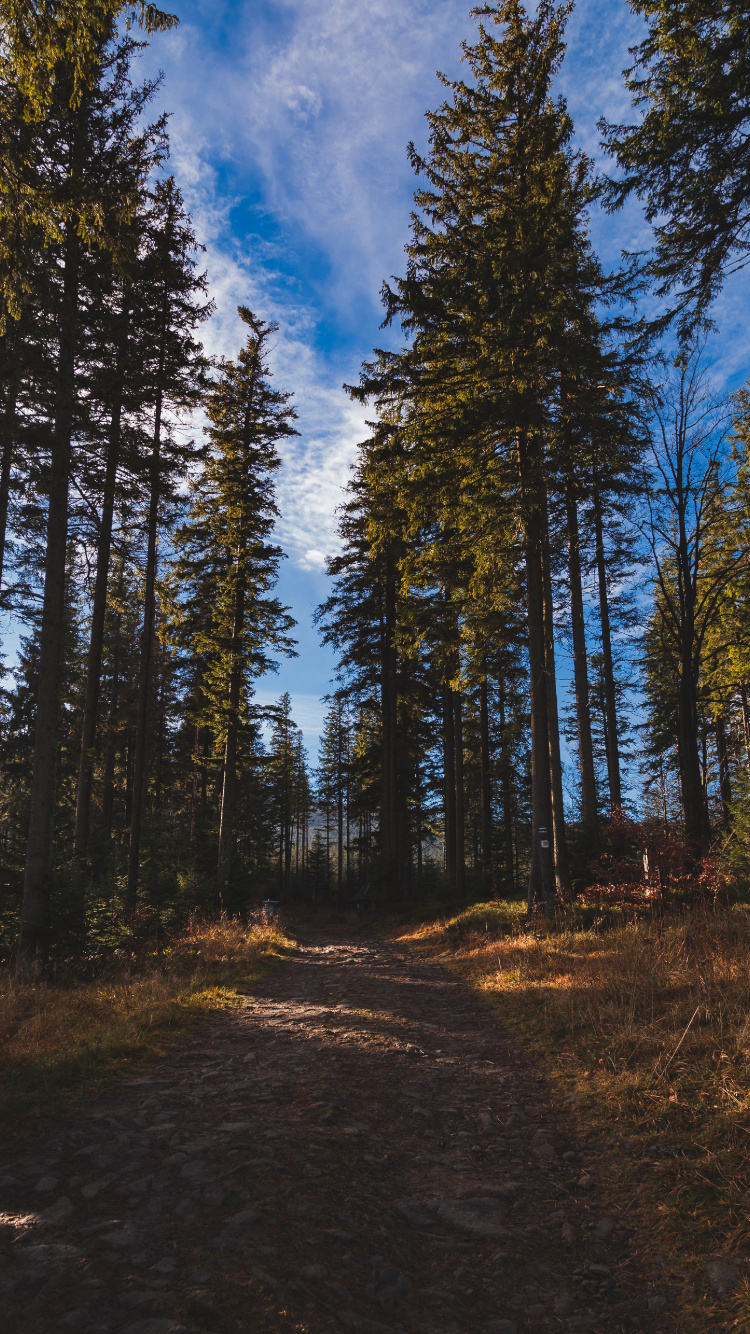 Обои лес, дерево, окружающая среда, природа, дикая местность в разрешении 750x1334