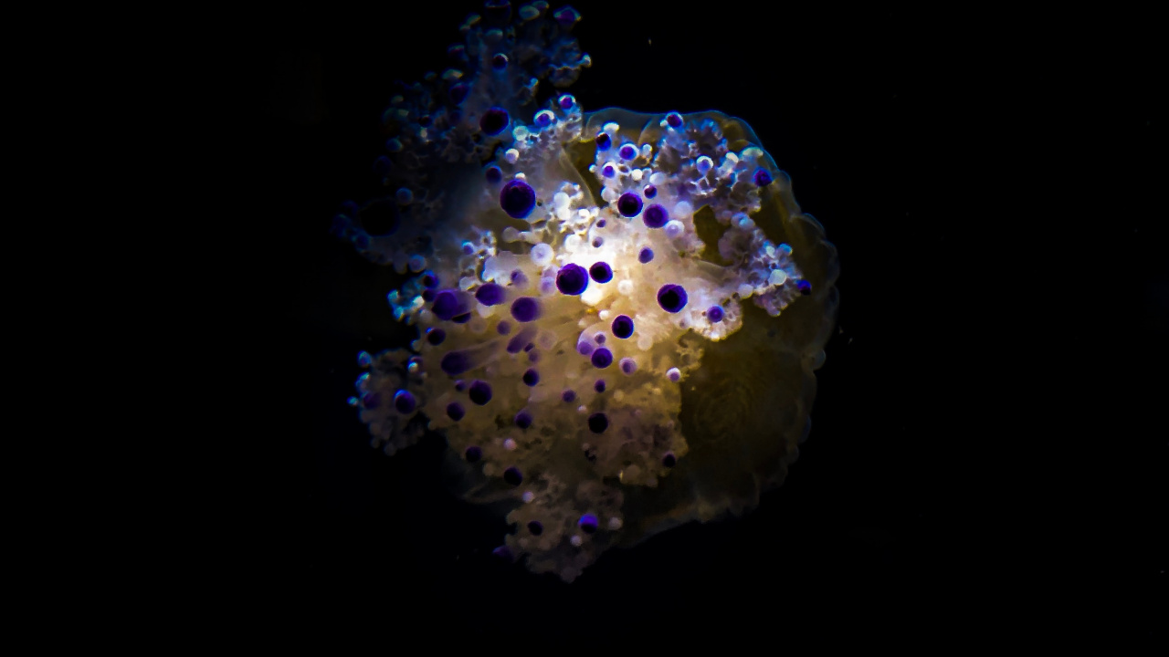 Обои пурпур, темнота, ночь, макро, космос в разрешении 1280x720