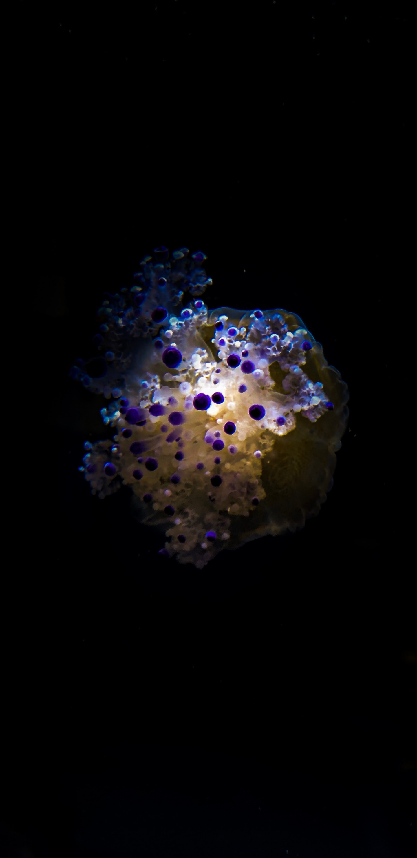 Обои пурпур, темнота, ночь, макро, космос в разрешении 1440x2960