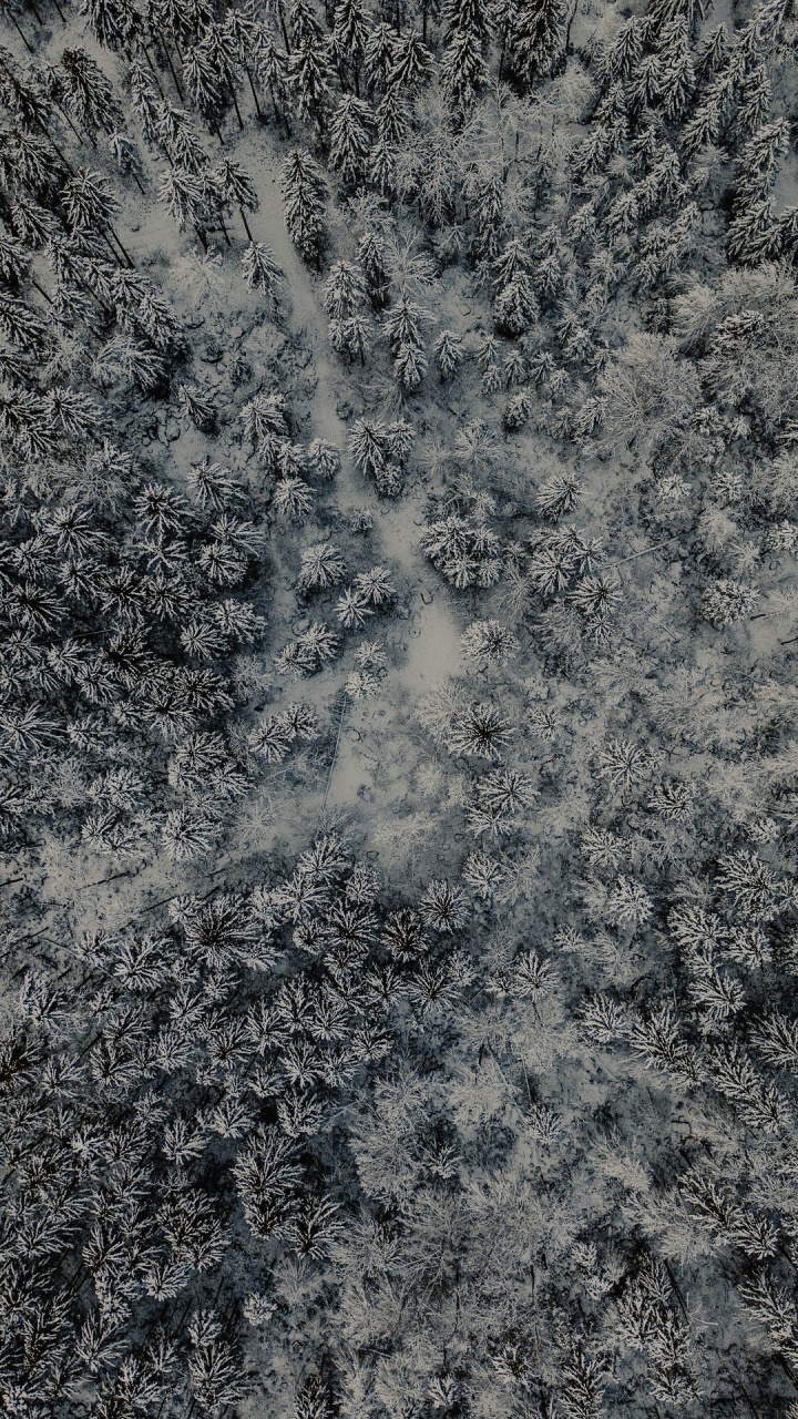 Обои дерево, природа, лес, серый цвет, дорожное покрытие в разрешении 720x1280