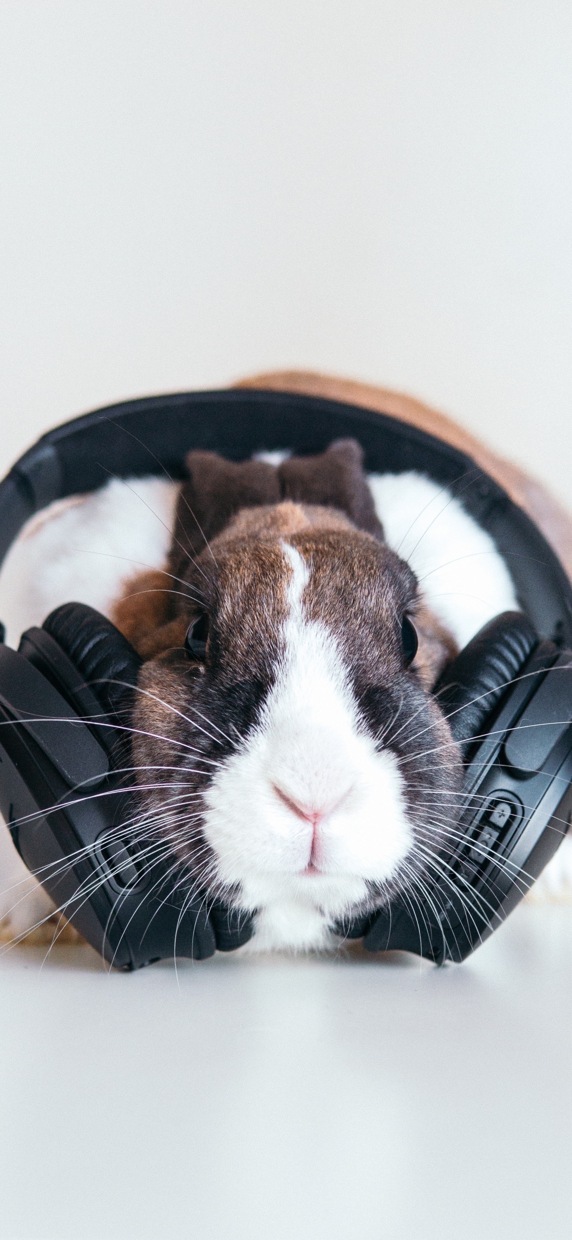 Обои кролик, морда, бакенбарды, морская свинка, ухо в разрешении 1125x2436