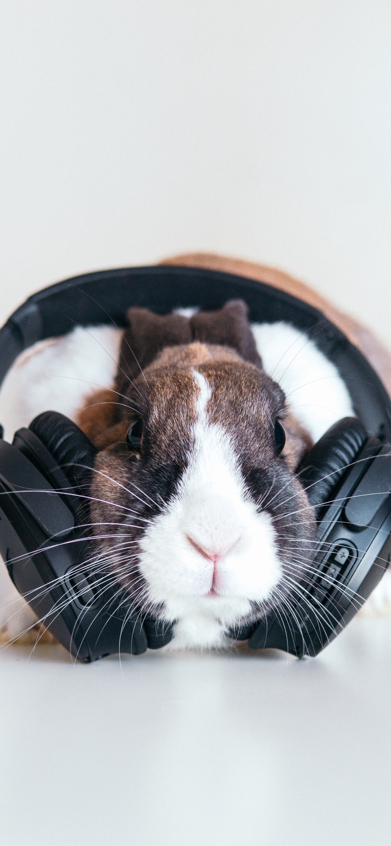 Обои кролик, морда, бакенбарды, морская свинка, ухо в разрешении 1242x2688