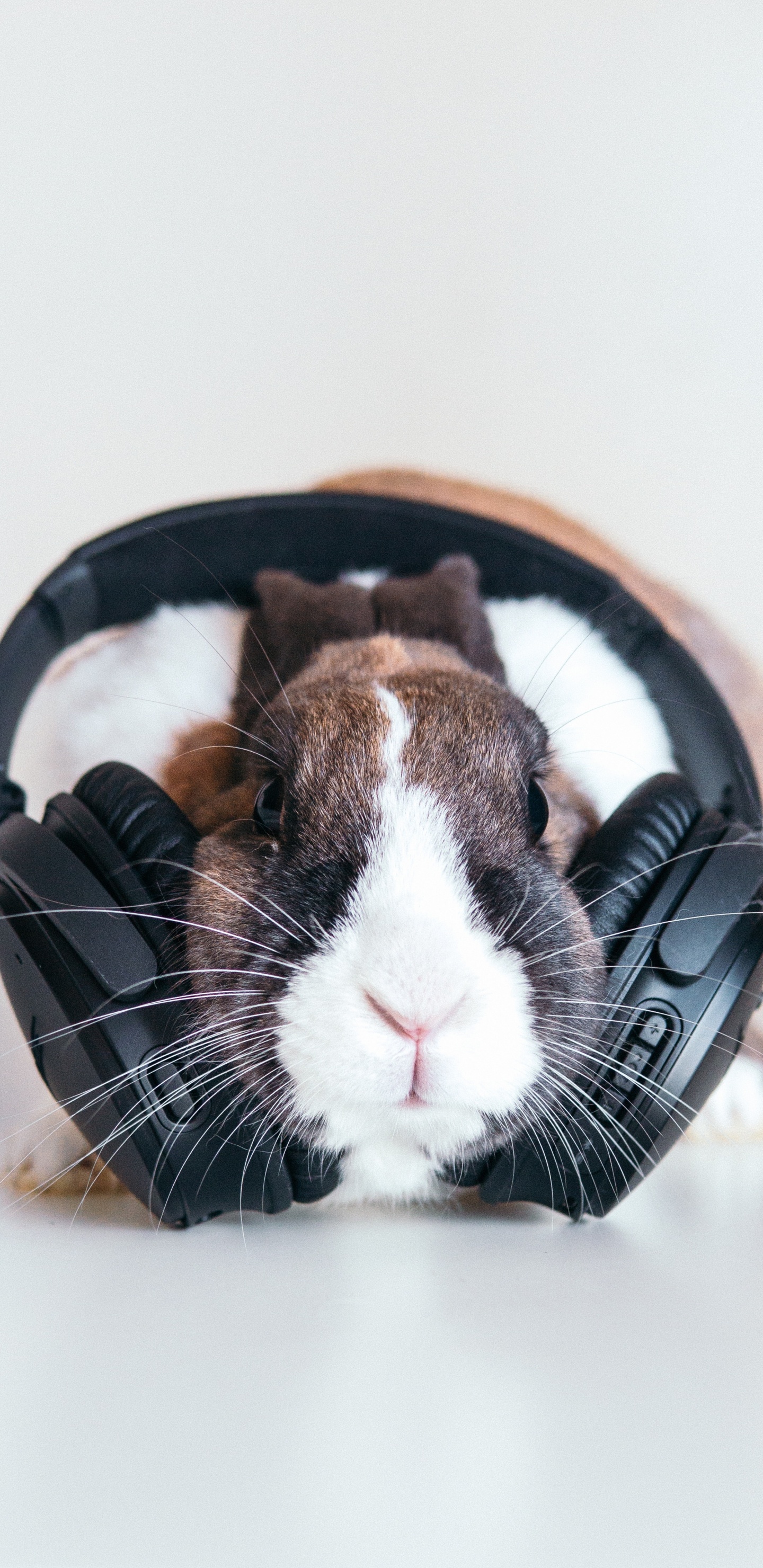 Обои кролик, морда, бакенбарды, морская свинка, ухо в разрешении 1440x2960