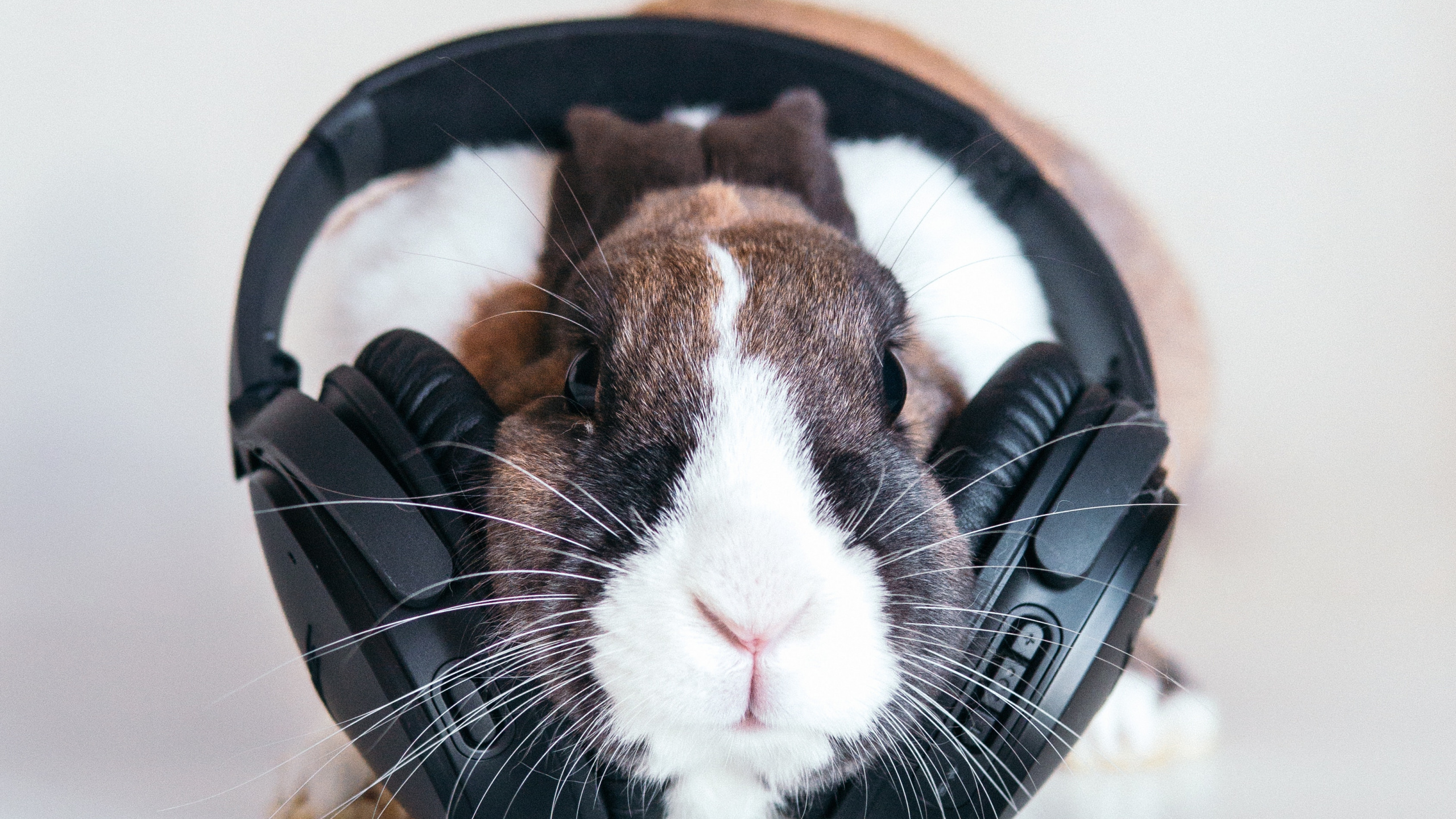 Обои кролик, морда, бакенбарды, морская свинка, ухо в разрешении 2560x1440