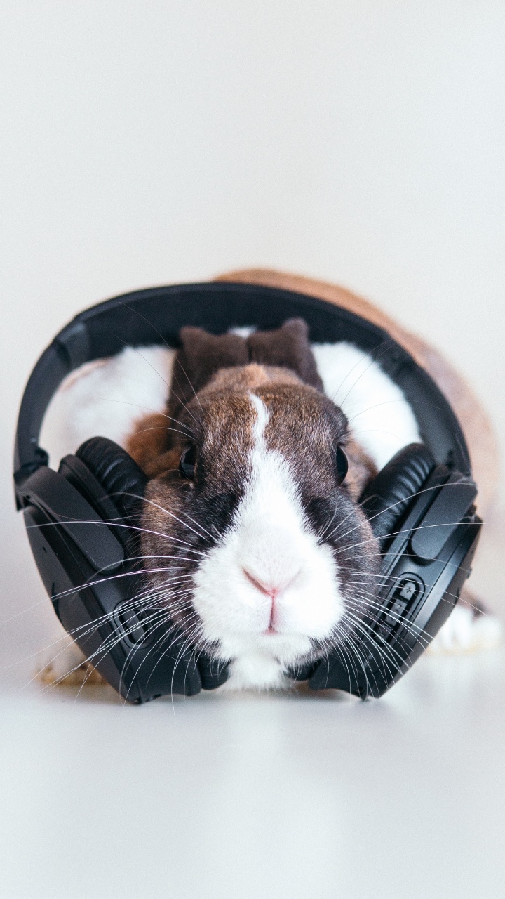 Обои кролик, морда, бакенбарды, морская свинка, ухо в разрешении 720x1280