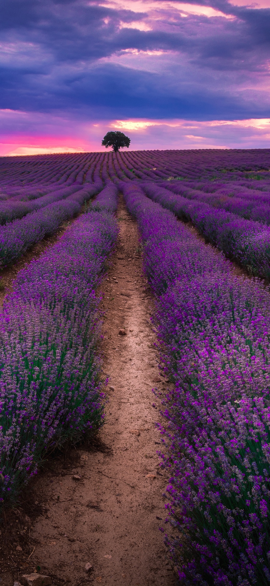 Обои английский лаванды, лаванда, поле, пурпур, урожай в разрешении 1125x2436