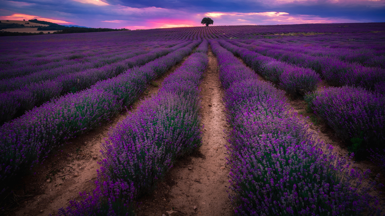 Обои английский лаванды, лаванда, поле, пурпур, урожай в разрешении 1280x720