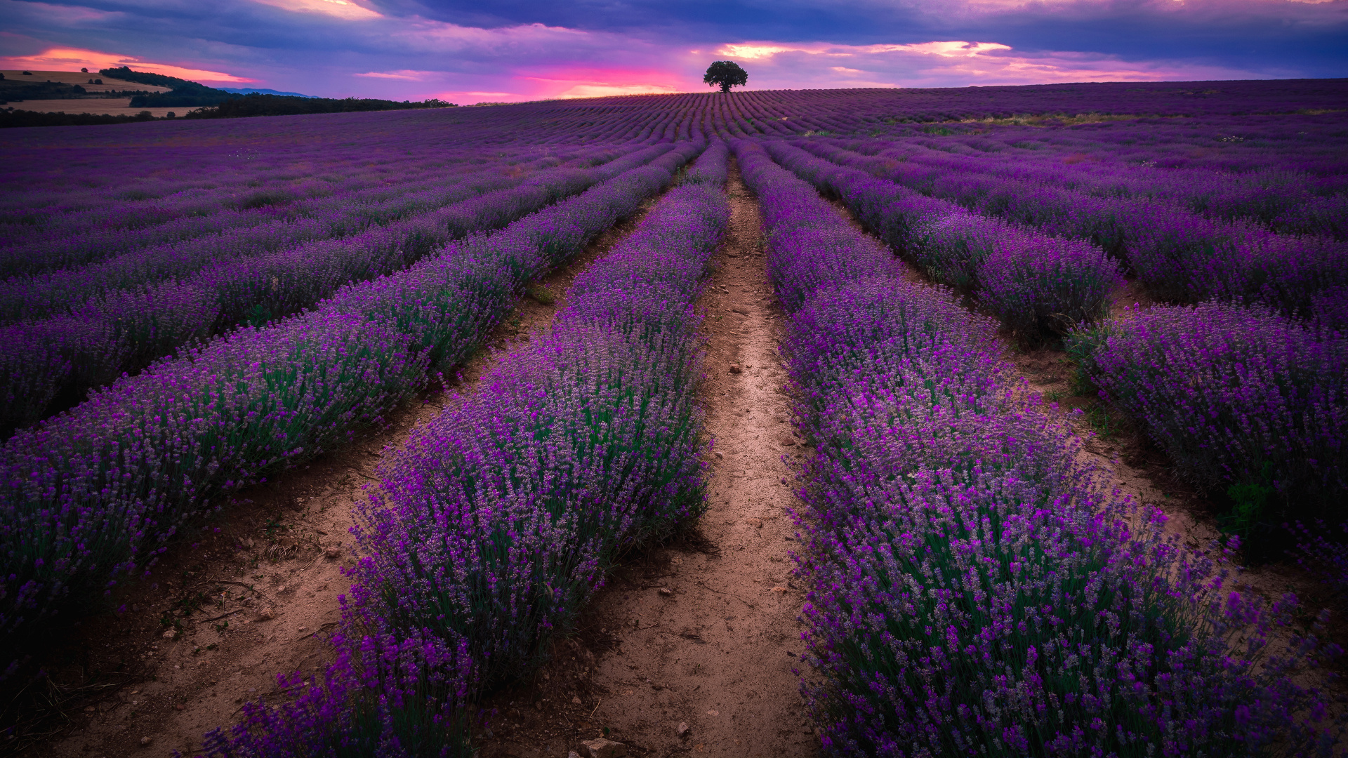 Обои английский лаванды, лаванда, поле, пурпур, урожай в разрешении 1920x1080