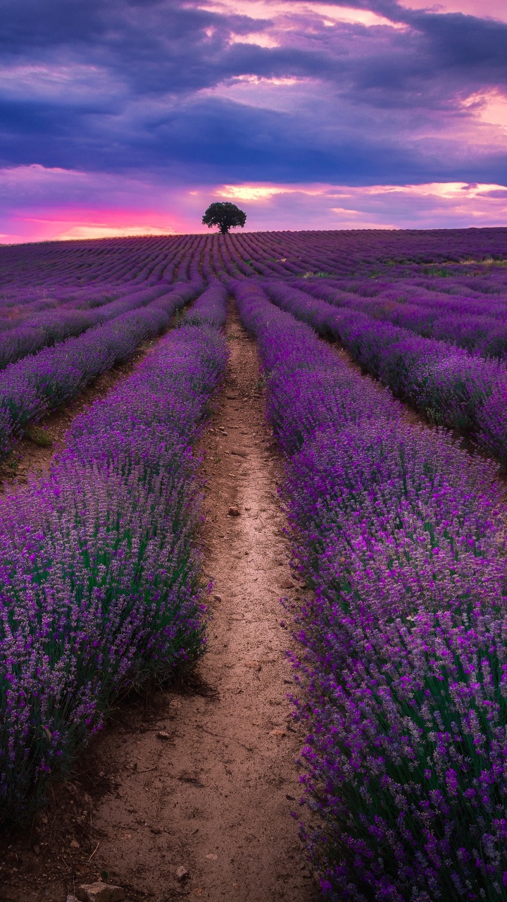 Обои английский лаванды, лаванда, поле, пурпур, урожай в разрешении 720x1280