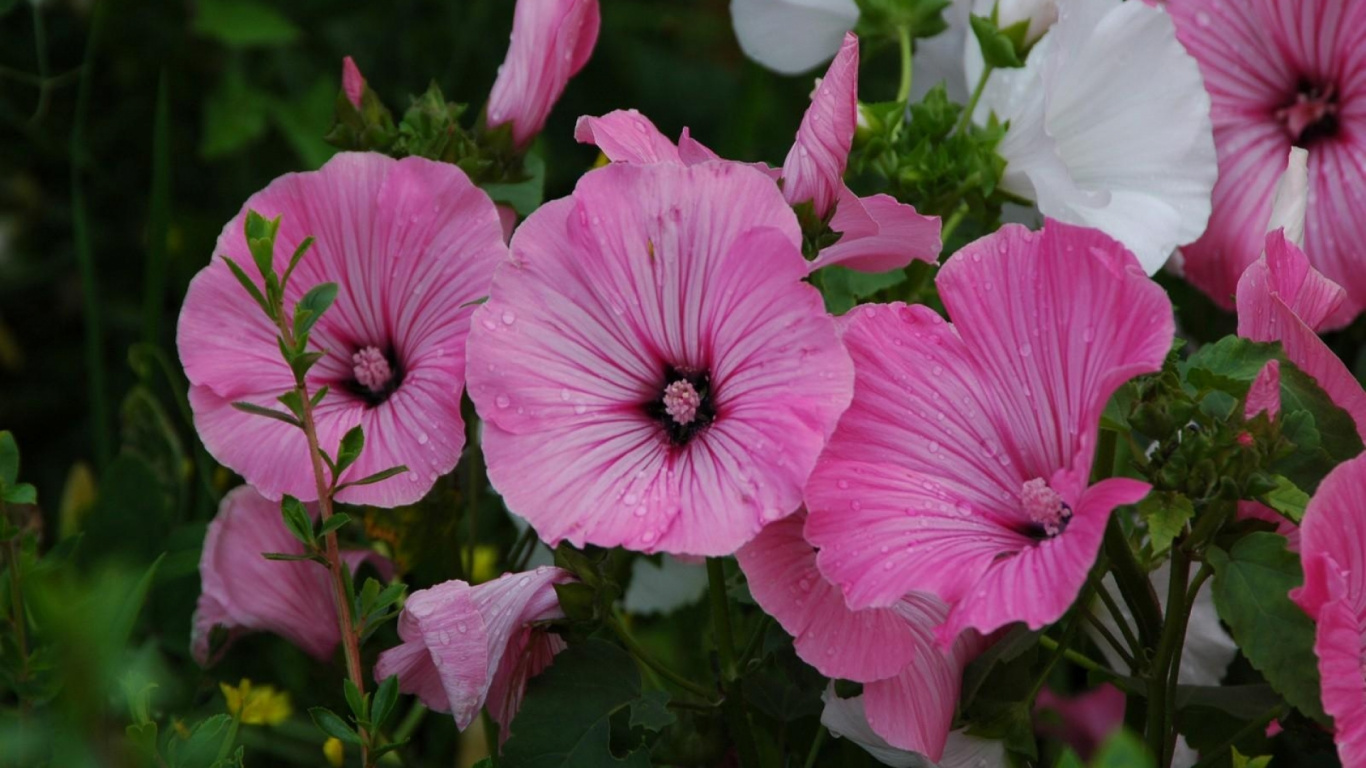 Обои лепесток, цветковое растение, петуния, однолетнее растение, розовый в разрешении 1366x768