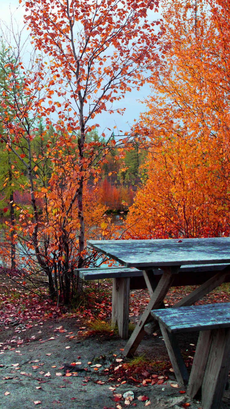 Обои природа, лес, дерево, лист, осень в разрешении 750x1334