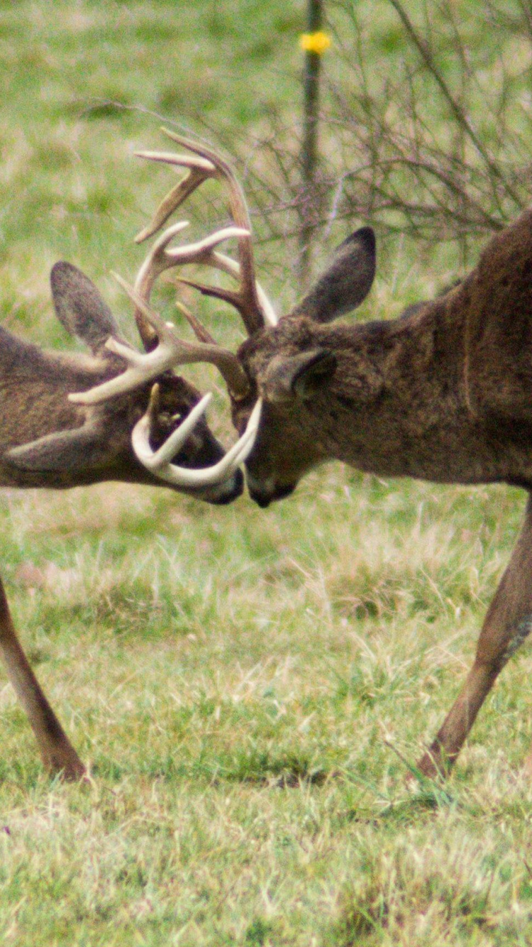 Обои живая природа, белохвостый олень, лось, растение, олень в разрешении 750x1334