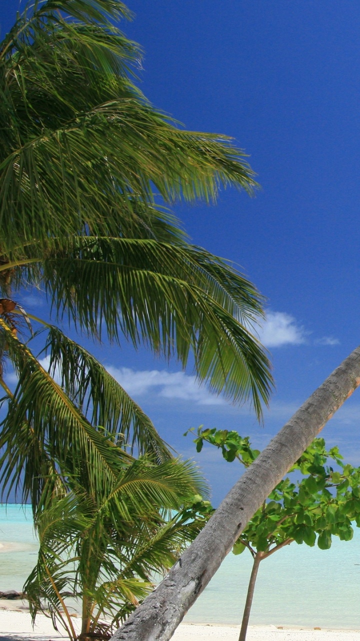 Обои море, дерево, тропическая зона, Пальма, Карибский бассейн в разрешении 720x1280