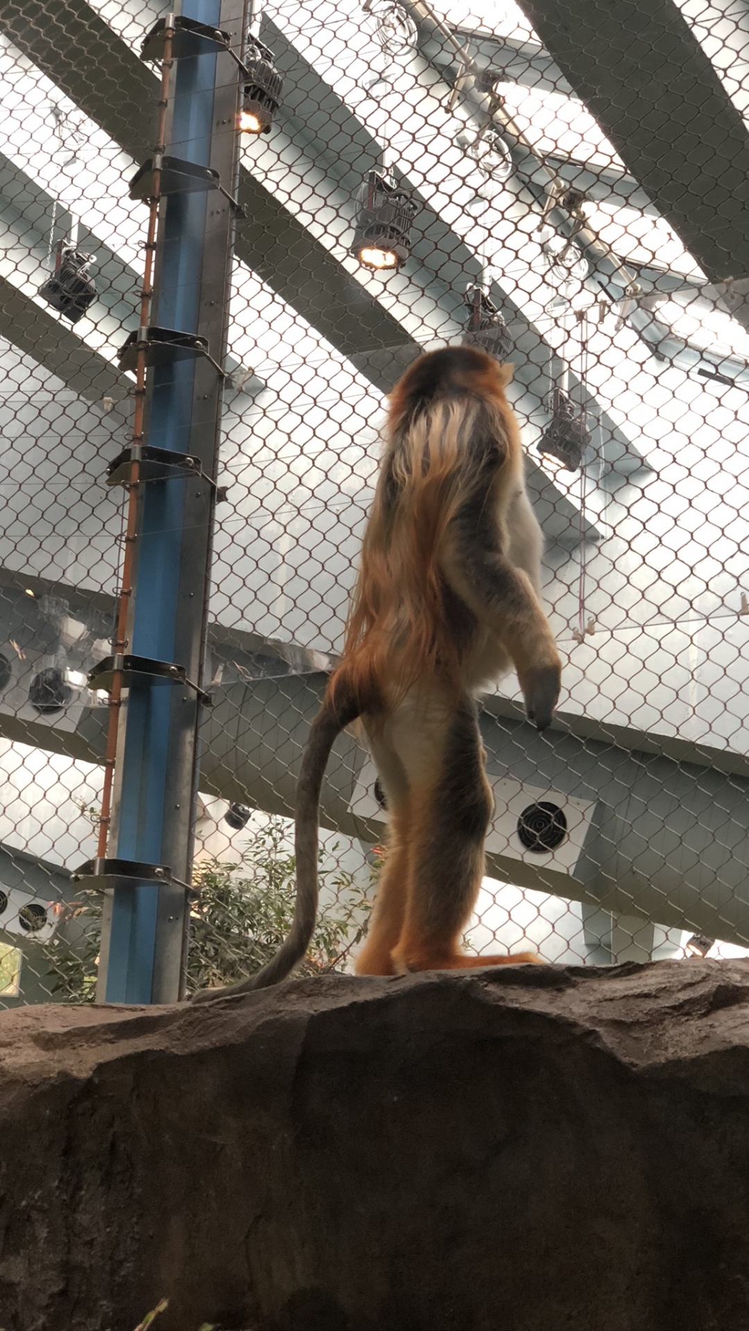 Обои человек, природа, ветвь, древесина, архитектура в разрешении 1080x1920