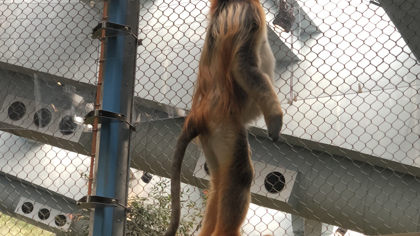 Обои человек, природа, ветвь, древесина, архитектура в разрешении 1366x768