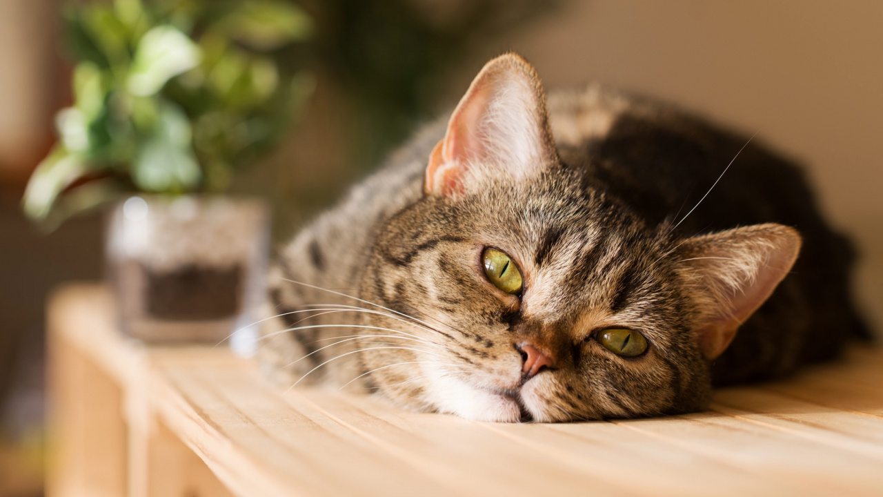 Обои кот, бакенбарды, полосатый кот, европейская короткошерстная, кошки малого и среднего размера в разрешении 1280x720