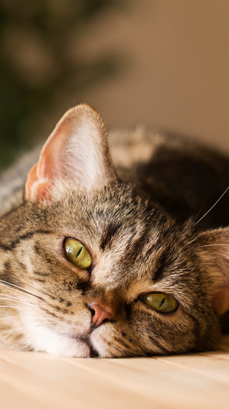 Обои кот, бакенбарды, полосатый кот, европейская короткошерстная, кошки малого и среднего размера в разрешении 750x1334