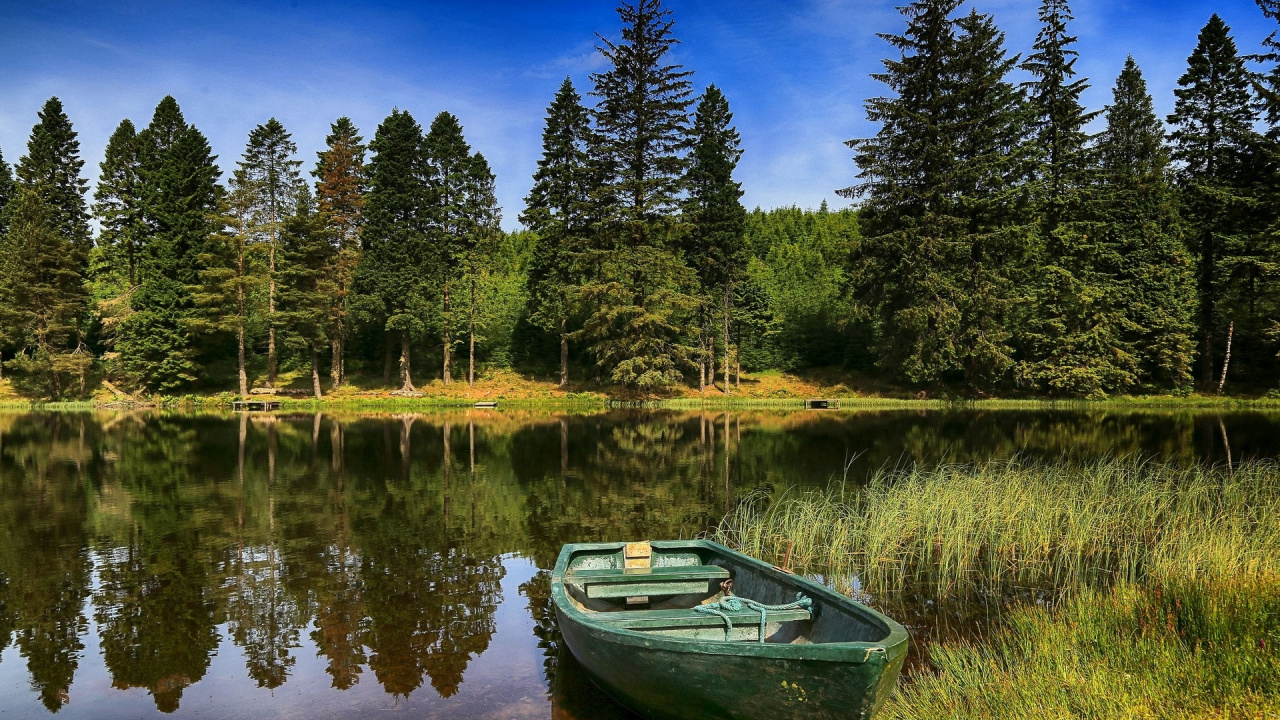 Обои лес, дерево, речное судно, реки, вода в разрешении 1280x720