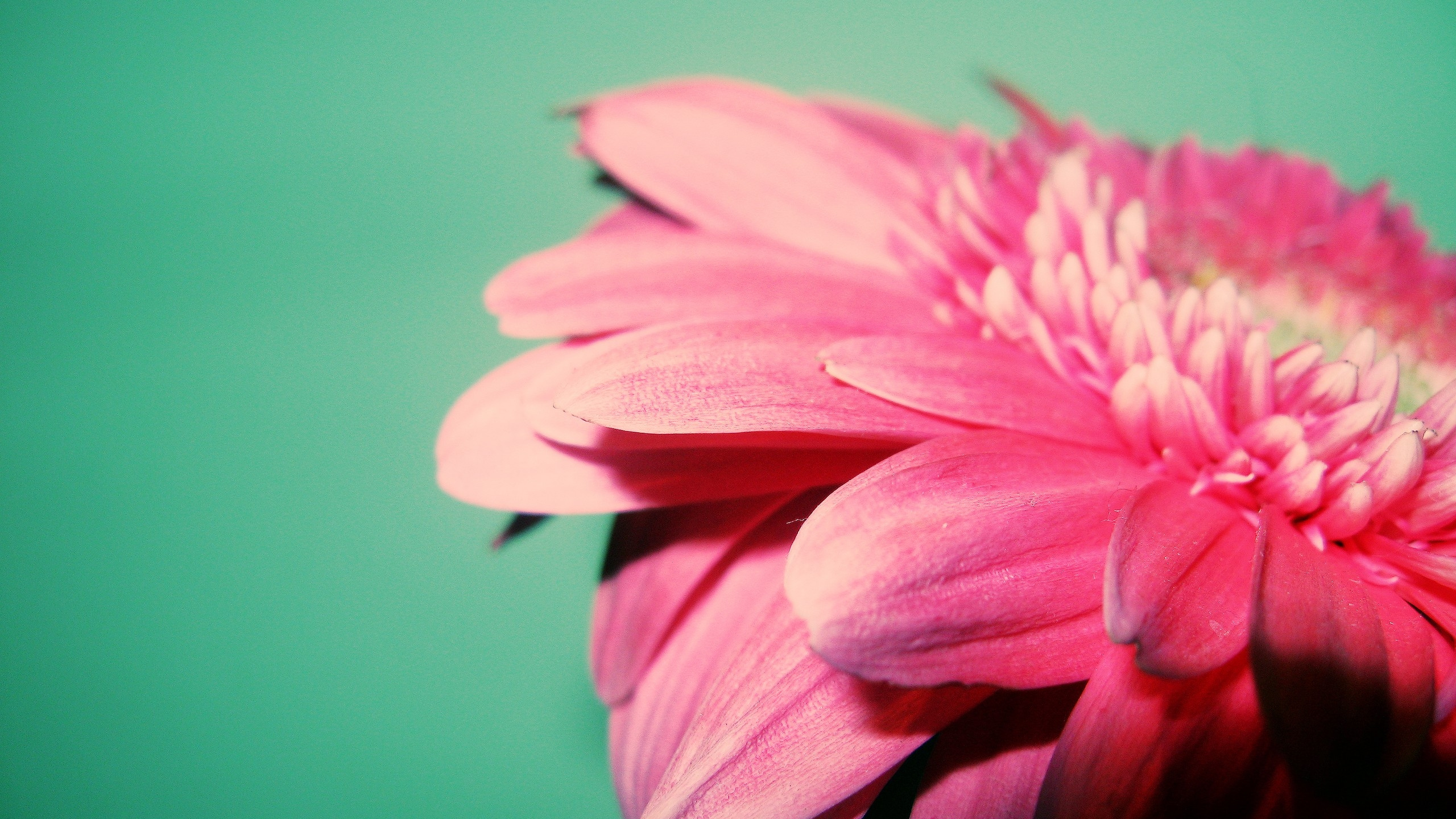 Обои лепесток, розовый, растение, гербера, Флора в разрешении 2560x1440