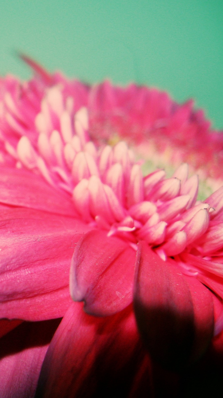 Обои лепесток, розовый, растение, гербера, Флора в разрешении 750x1334