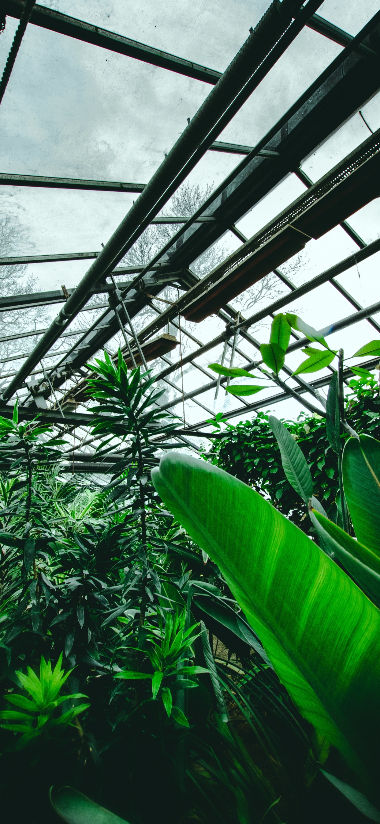 Обои сад, зеленый, растительность, ботаники, лист в разрешении 1242x2688