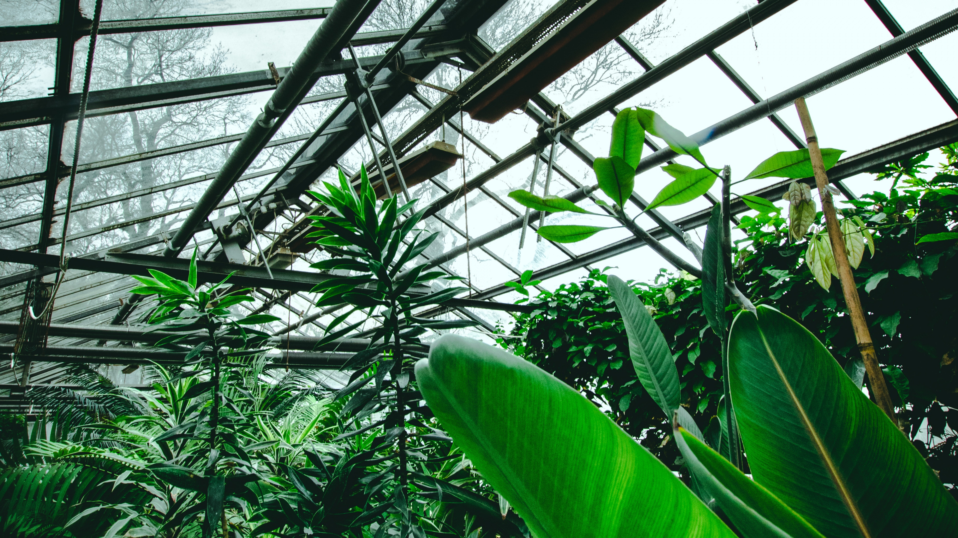 Обои сад, зеленый, растительность, ботаники, лист в разрешении 3840x2160