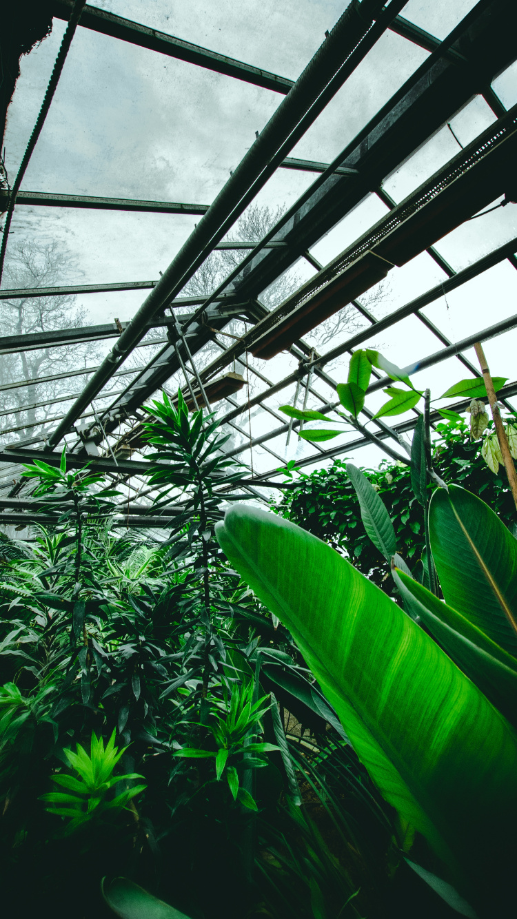 Обои сад, зеленый, растительность, ботаники, лист в разрешении 750x1334