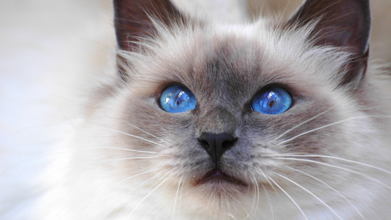 Обои бурманская кошка, сиамская кошка, котенок, порода, бирманская кошка в разрешении 1366x768