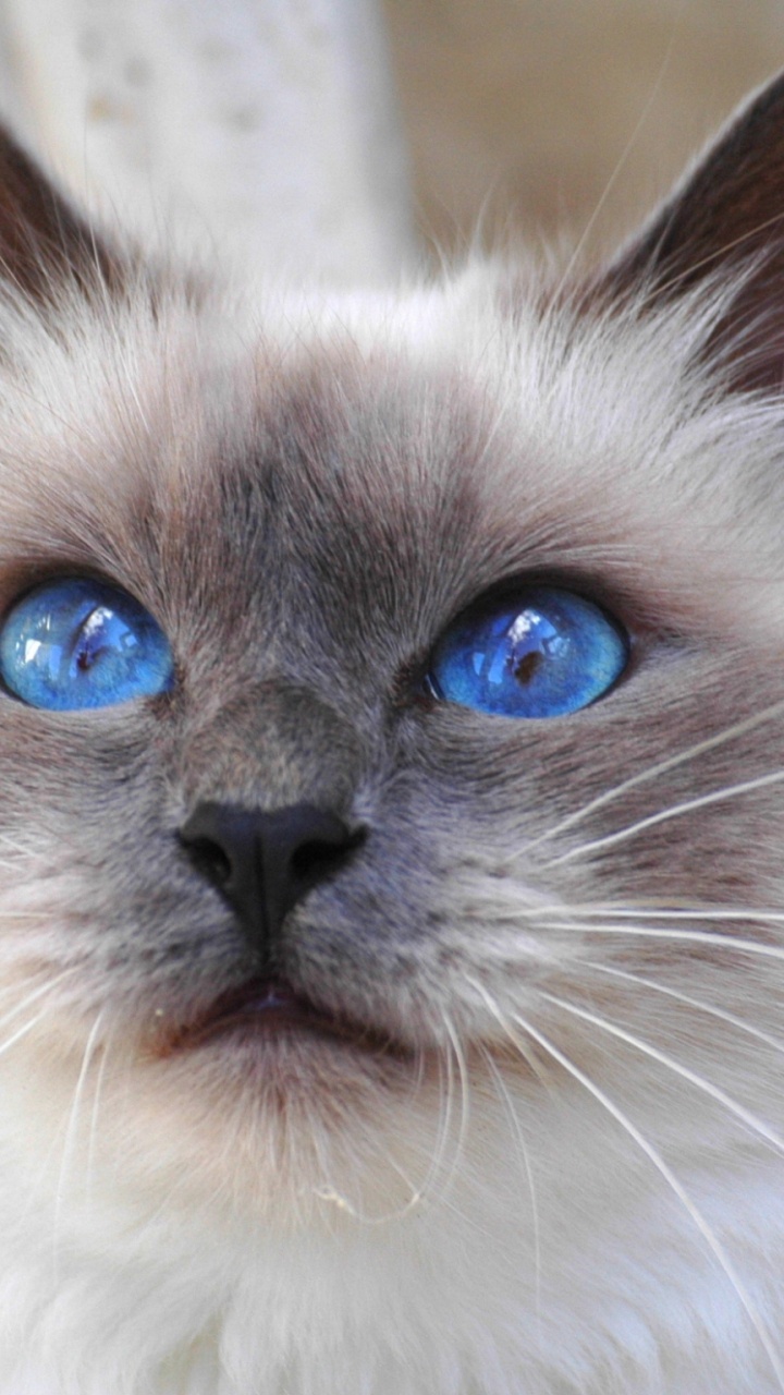 Обои бурманская кошка, сиамская кошка, котенок, порода, бирманская кошка в разрешении 720x1280