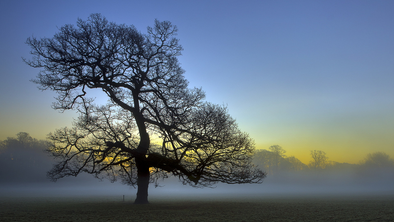 Обои природа, дерево, древесные растения, утро, атмосфера в разрешении 1280x720