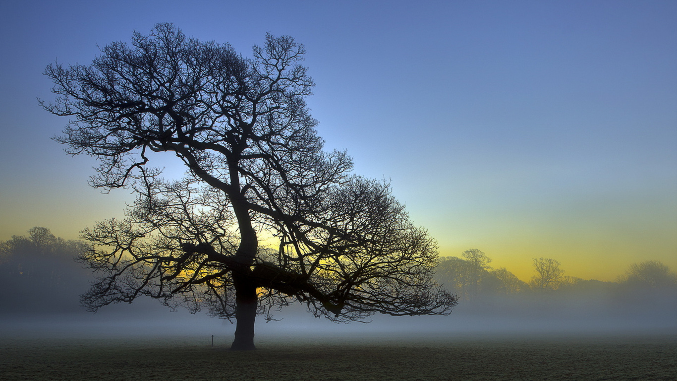 Обои природа, дерево, древесные растения, утро, атмосфера в разрешении 1366x768