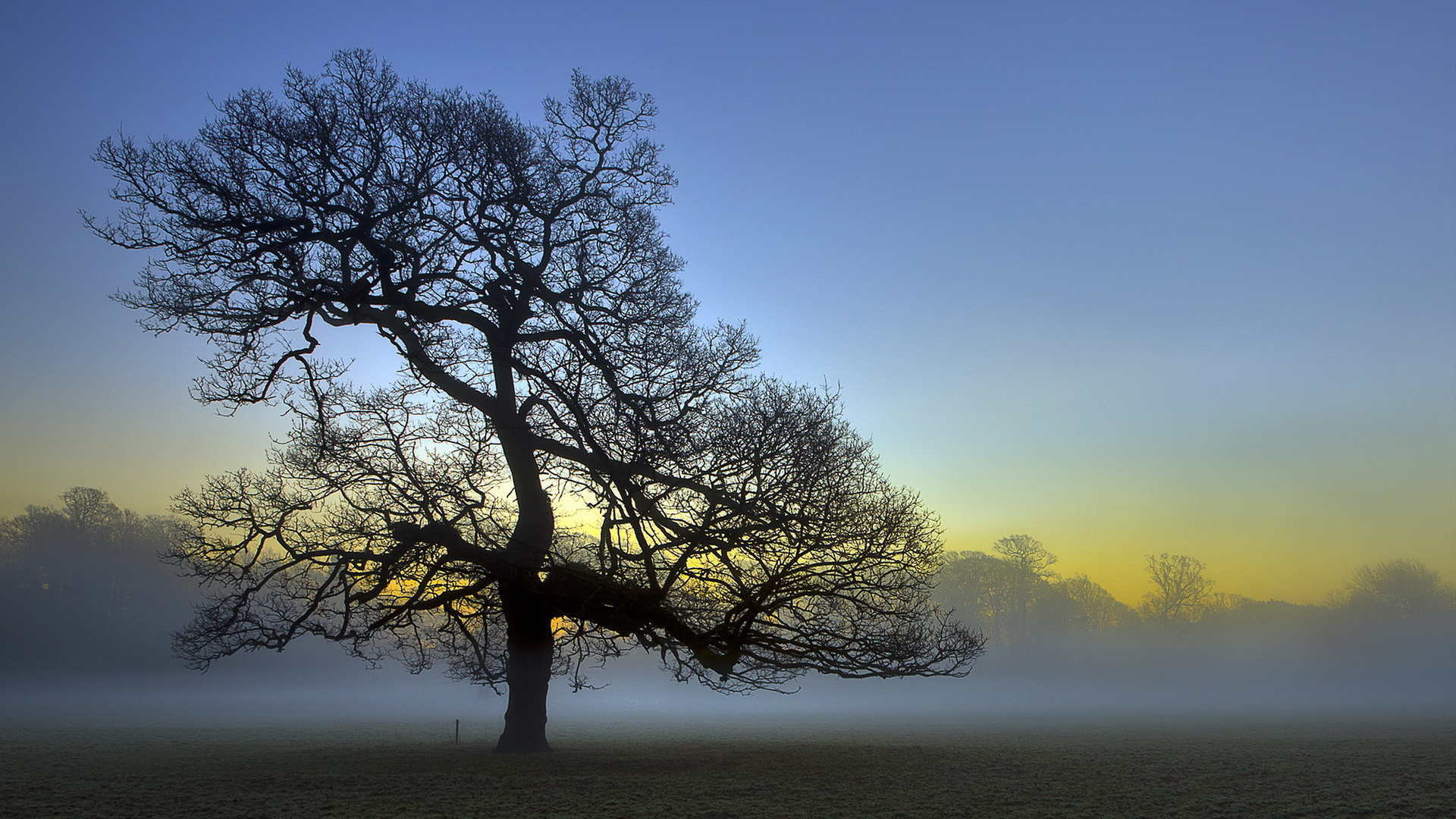 Обои природа, дерево, древесные растения, утро, атмосфера в разрешении 1920x1080