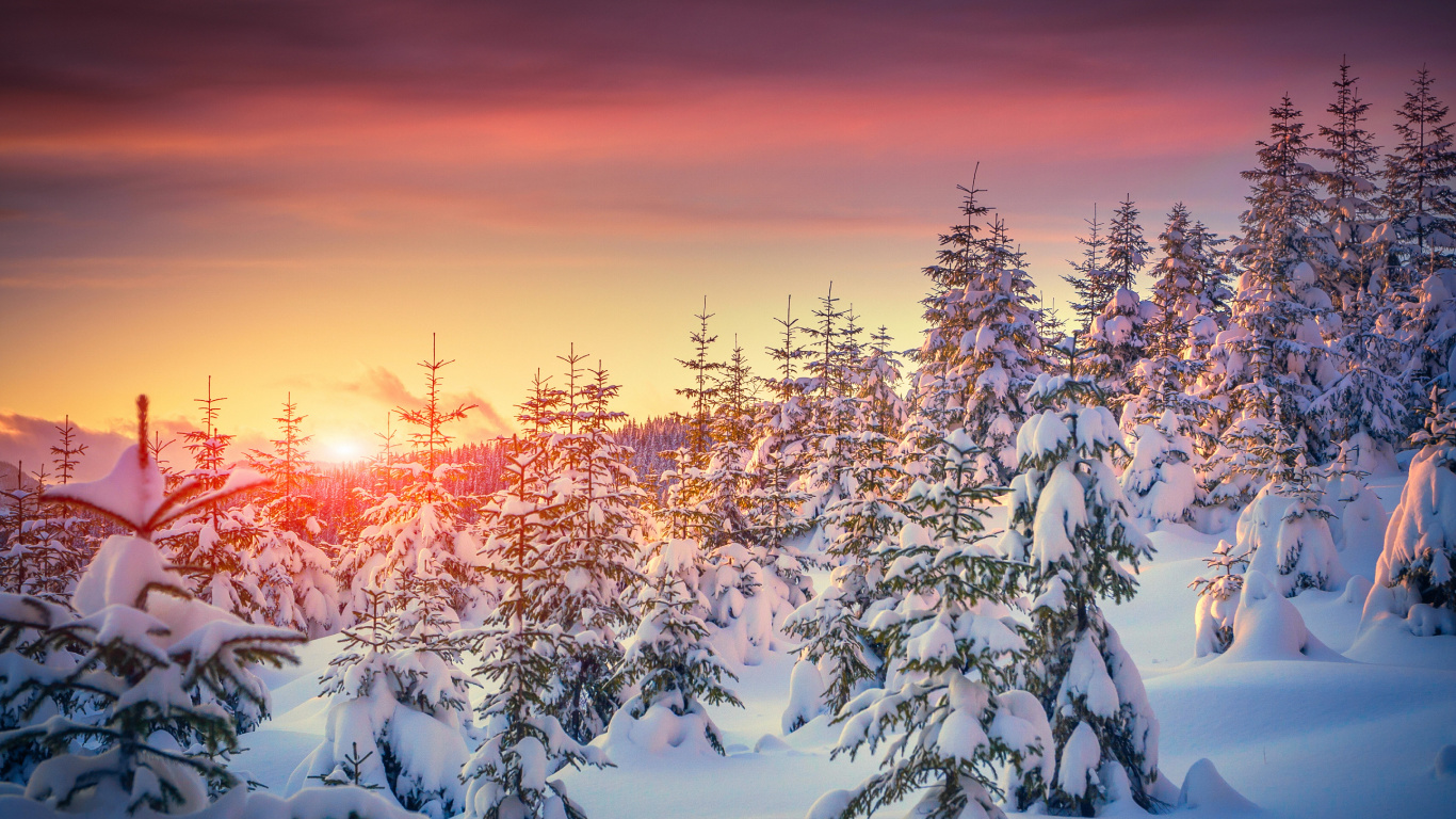 Обои закат, снег, зима, замораживание, дерево в разрешении 1366x768