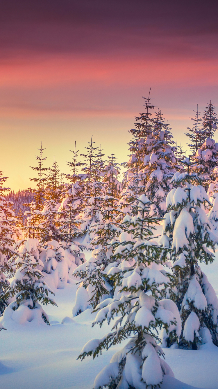 Обои закат, снег, зима, замораживание, дерево в разрешении 750x1334