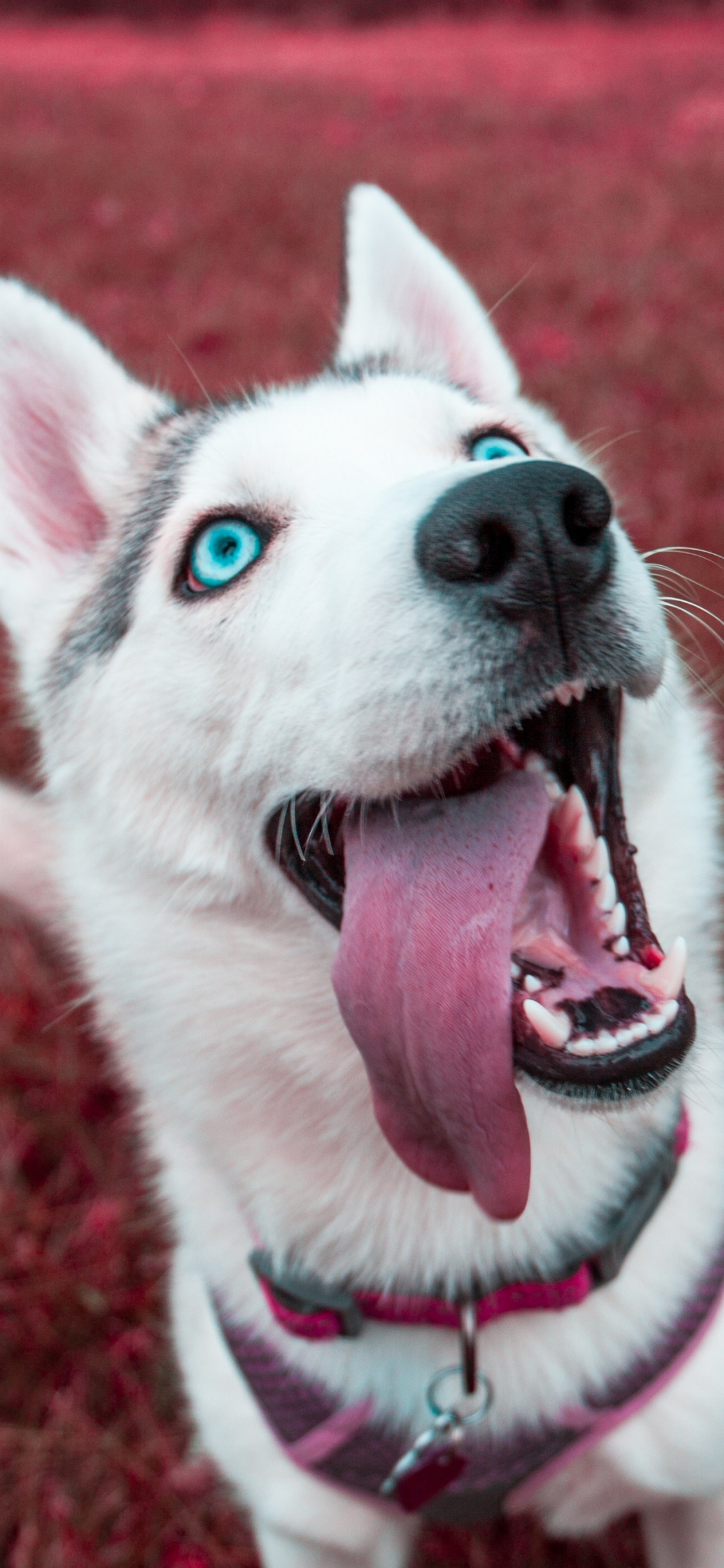 Обои Себирская Хаски, щенок, хаски, пес, Псовые в разрешении 1125x2436