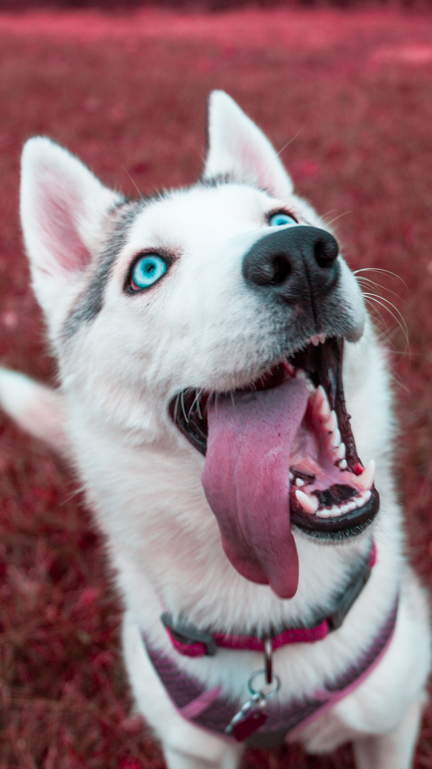 Обои Себирская Хаски, щенок, хаски, пес, Псовые в разрешении 1440x2560