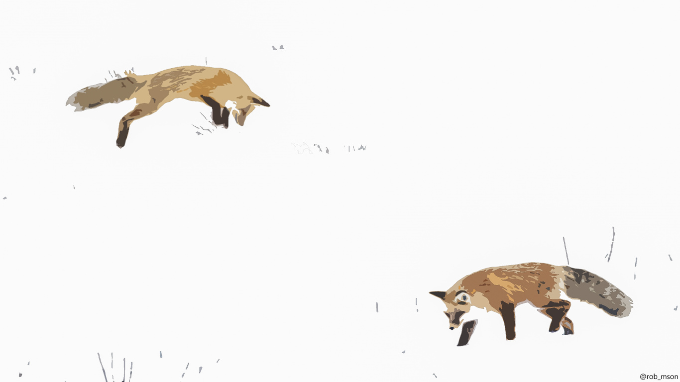 Обои рыжая лисица, procyonidae, экорегион, олененок, наземные животные в разрешении 1366x768