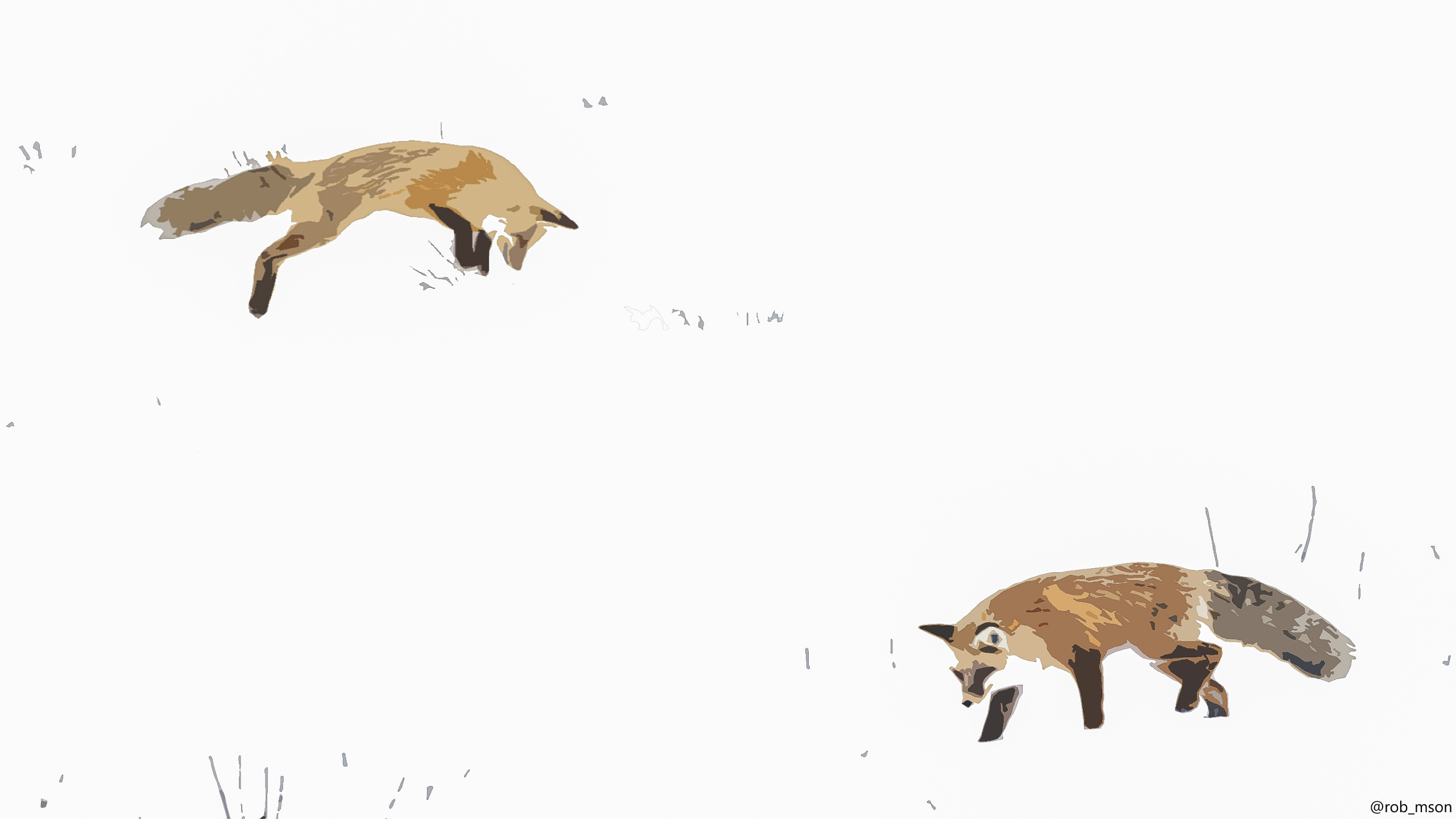 Обои рыжая лисица, procyonidae, экорегион, олененок, наземные животные в разрешении 2560x1440