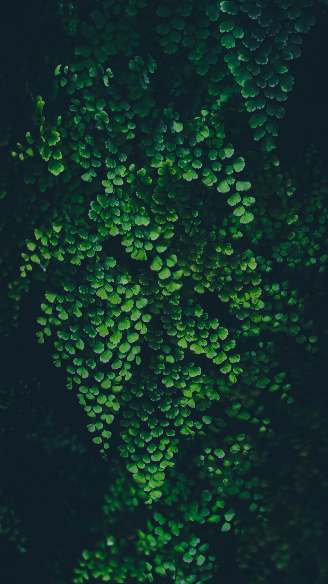 Обои лист, природа, жидкий, наземное растение, подземные воды в разрешении 1080x1920