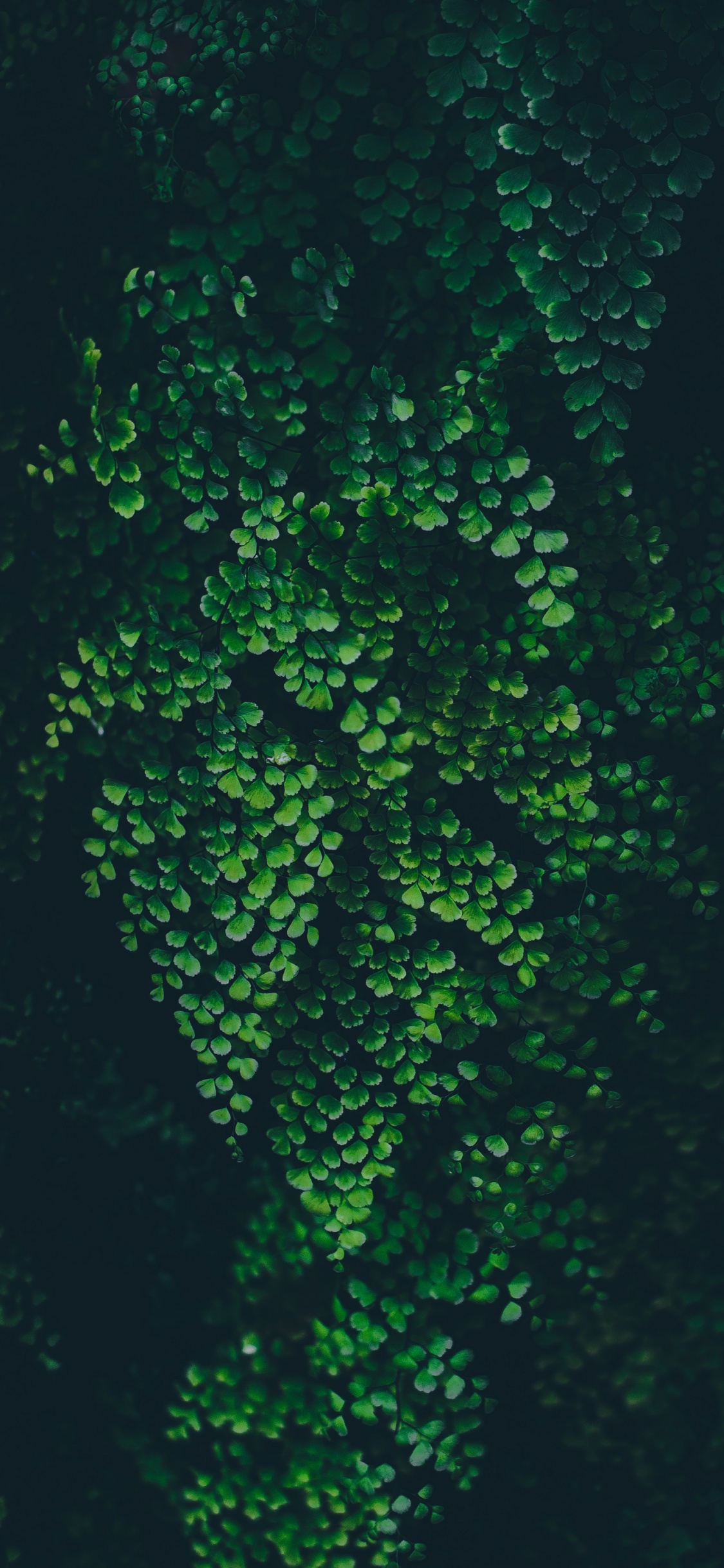 Обои лист, природа, жидкий, наземное растение, подземные воды в разрешении 1125x2436