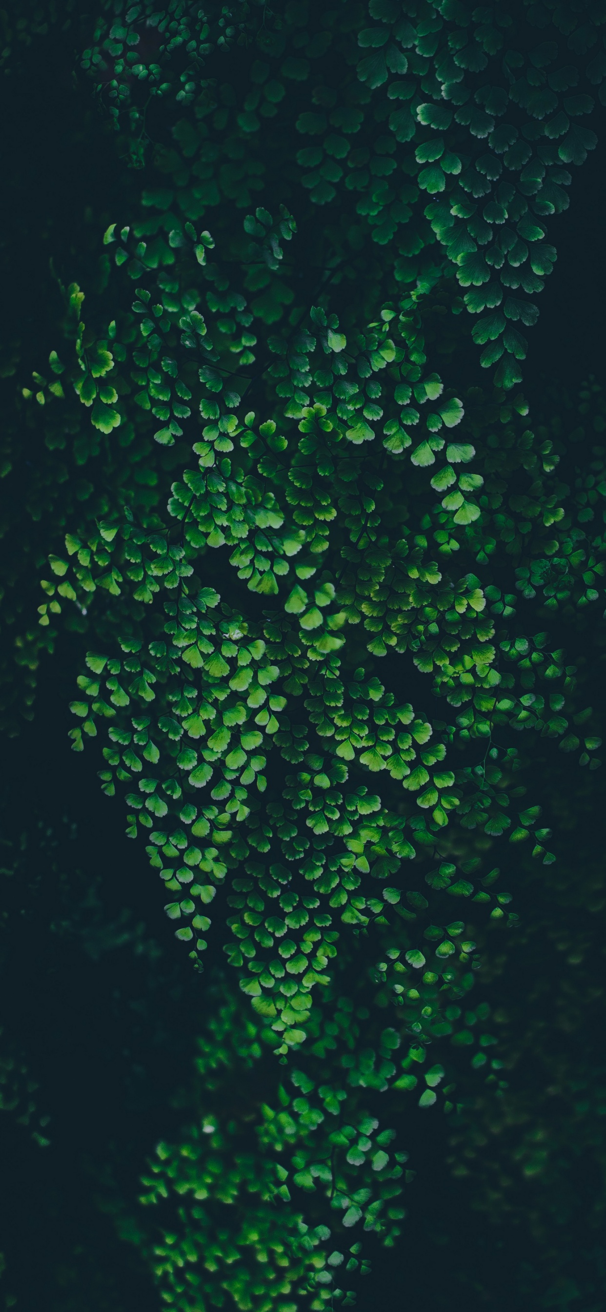 Обои лист, природа, жидкий, наземное растение, подземные воды в разрешении 1242x2688