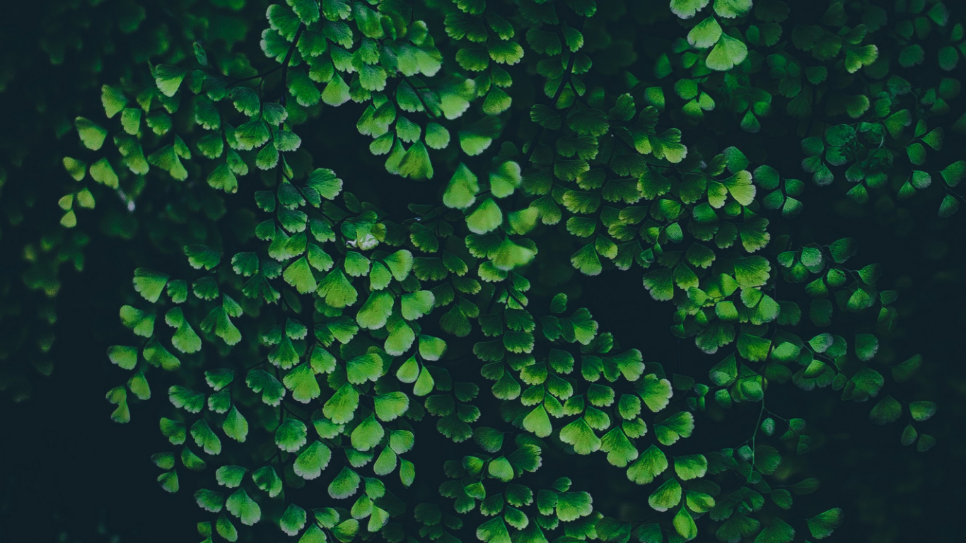 Обои лист, природа, жидкий, наземное растение, подземные воды в разрешении 1366x768