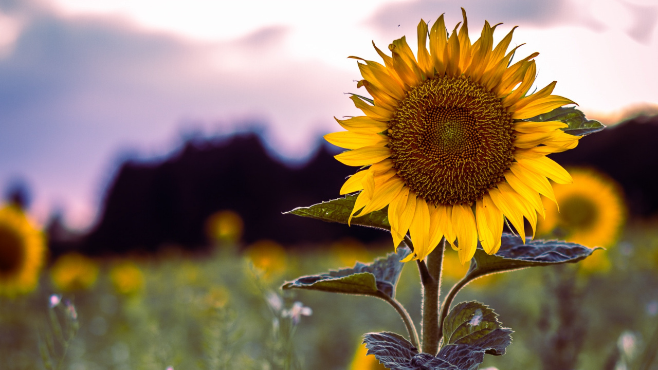 Обои цветок, природа, желтый, растение, поле в разрешении 1280x720