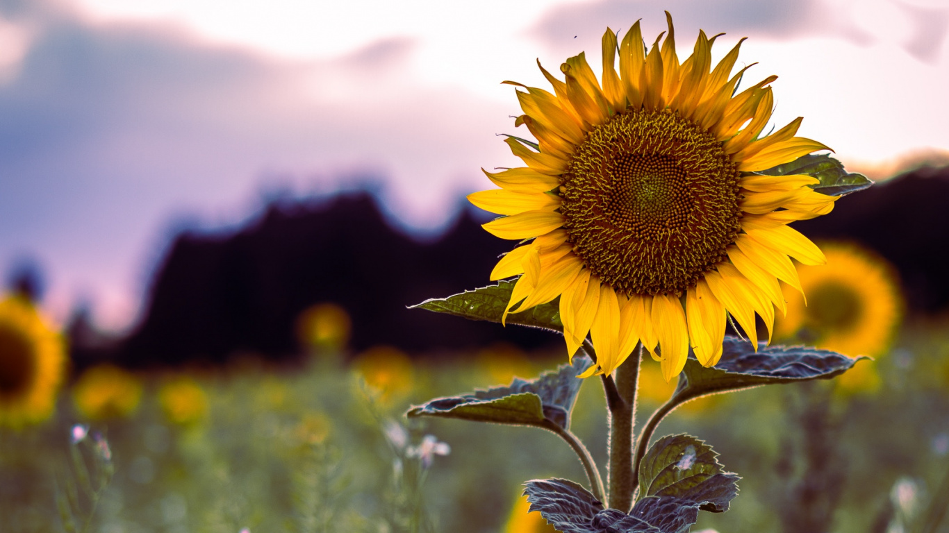 Обои цветок, природа, желтый, растение, поле в разрешении 1366x768