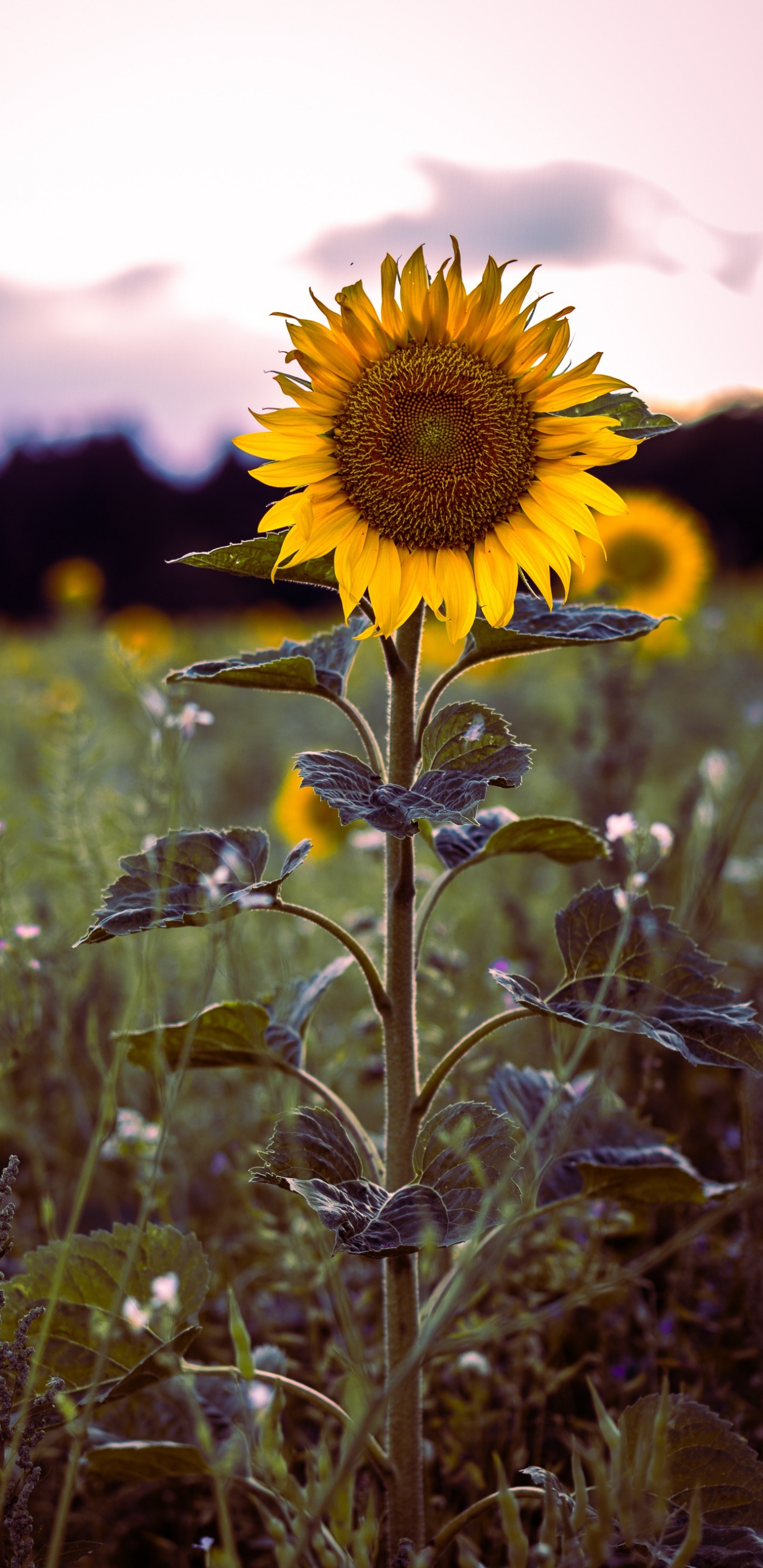 Обои цветок, природа, желтый, растение, поле в разрешении 1440x2960