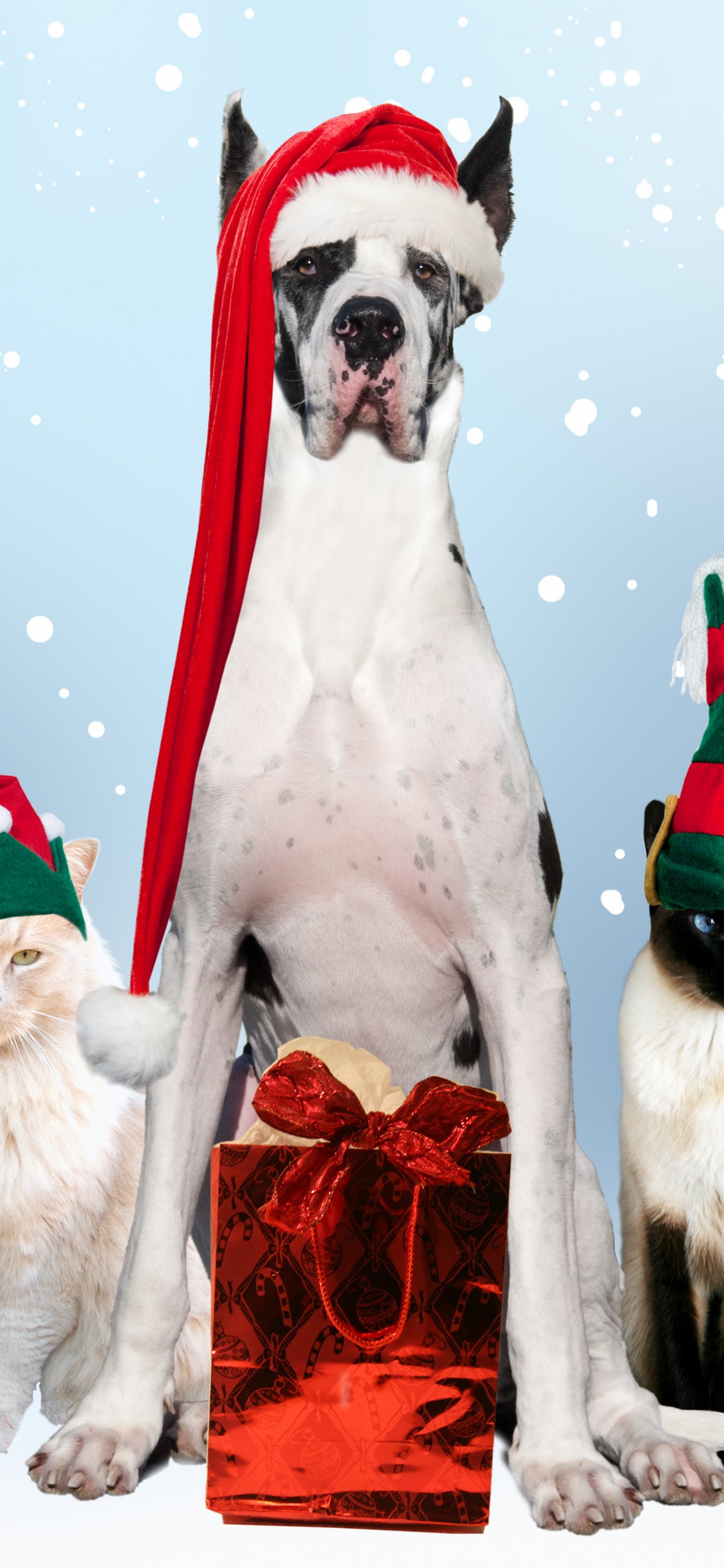 Обои кот, собака породы, Рождество, стрижка собак, Рождественские украшения в разрешении 1125x2436