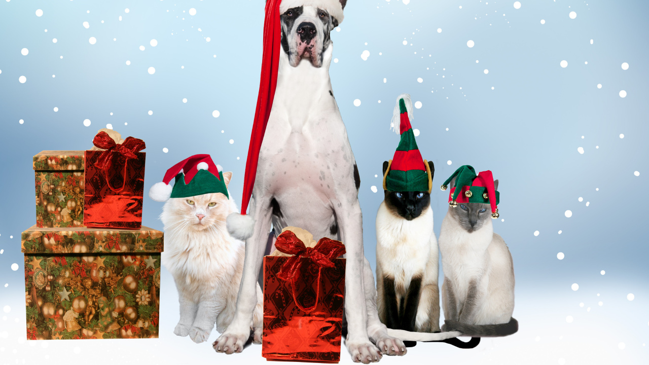 Обои кот, собака породы, Рождество, стрижка собак, Рождественские украшения в разрешении 1280x720